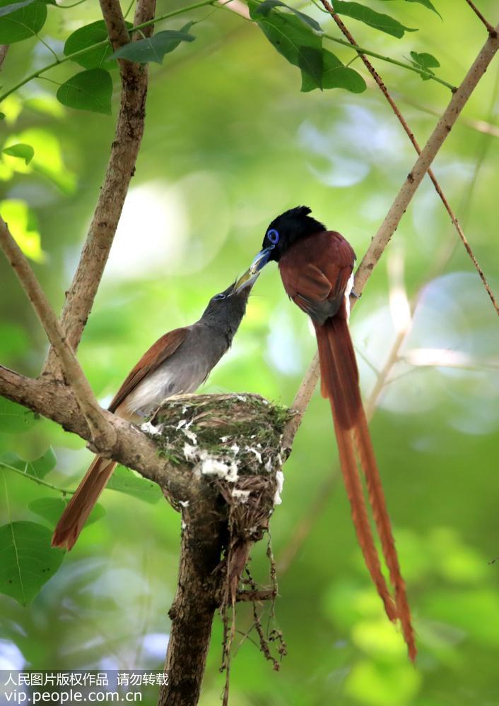 世界级濒危物种珍稀寿带鸟落户安徽黄山 世界级濒危物种珍稀寿带鸟落户安徽黄山