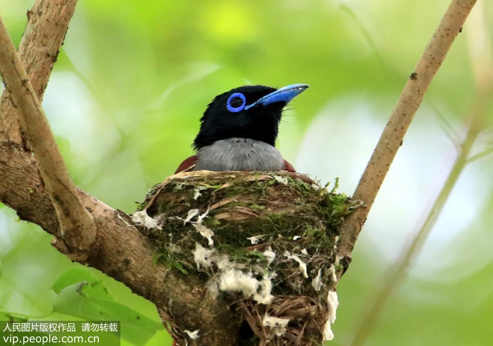 世界级濒危物种珍稀寿带鸟落户安徽黄山 世界级濒危物种珍稀寿带鸟落户安徽黄山