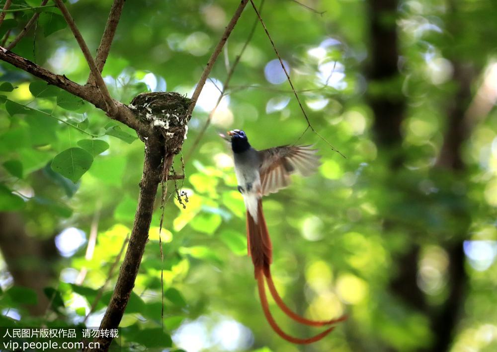 世界级濒危物种珍稀寿带鸟落户安徽黄山 世界级濒危物种珍稀寿带鸟落户安徽黄山