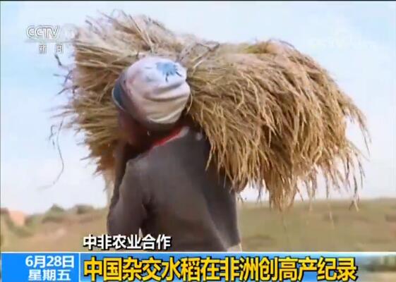 中非农业合作 中国杂交水稻在非洲创高产纪录