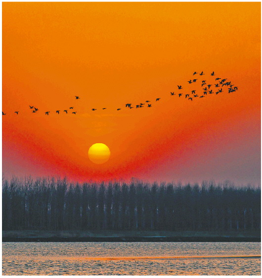 从旅鸟到冬候鸟 十万只大雁“恋上”东明黄河滩