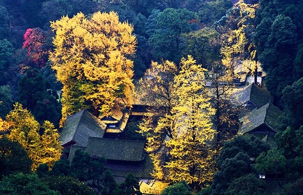 쓰촨 두쟝얜 은행나무 “텐푸 10대 은행나무 고목”에 입선