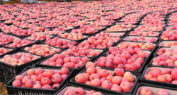 延安市延长县:“三个圆满收官”彰显县域发展成就 将推动经济转型升级取得更大突破_fororder_图片3