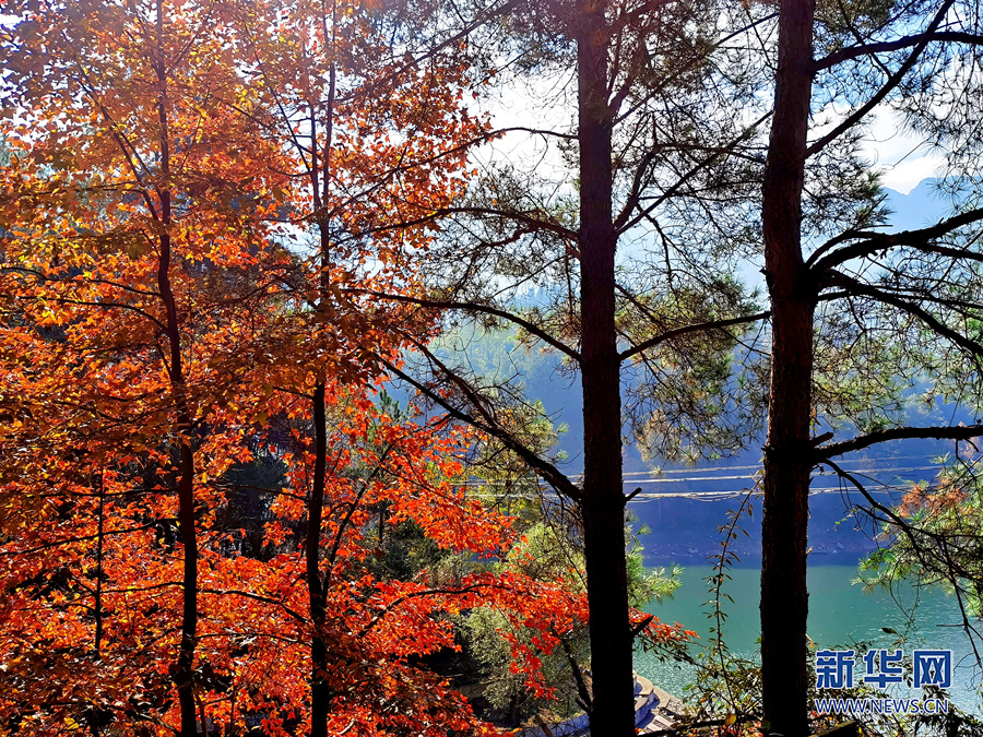 【城市远洋】重庆：层林尽染小南海 湖光山色冬韵浓