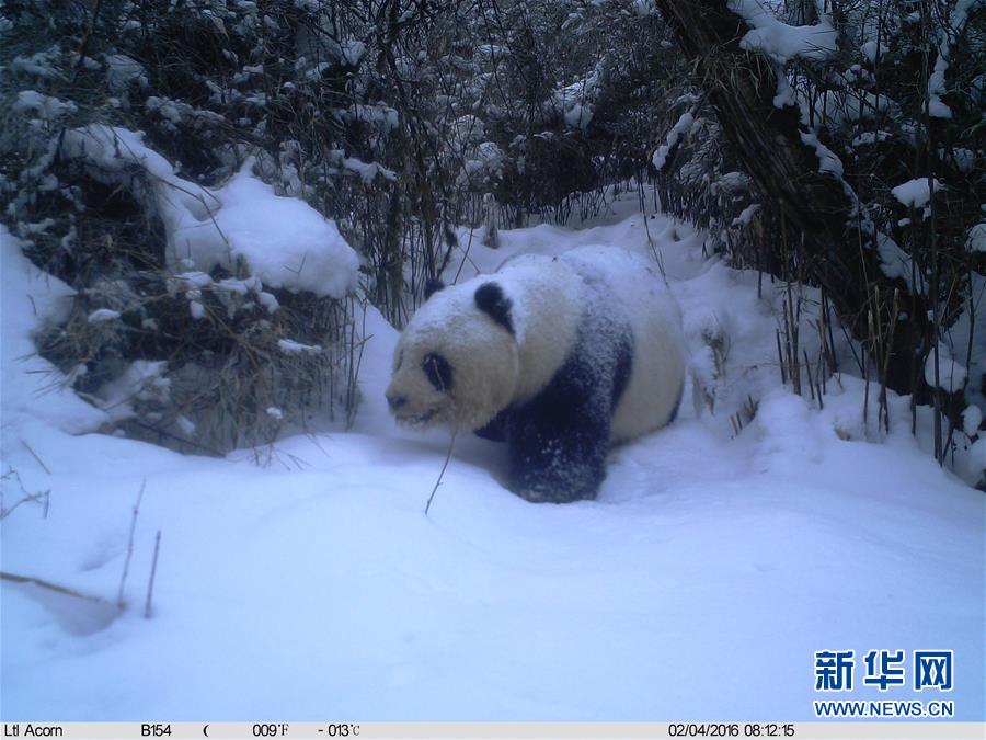 红外相机记录到野生大熊猫罕见雪景照(组图)