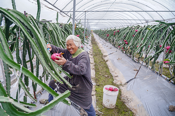 眉山彭山:“预售+订单式”让火龙果销售供不应求_fororder_火龙果供不应求-摄影-翁光建-(4)