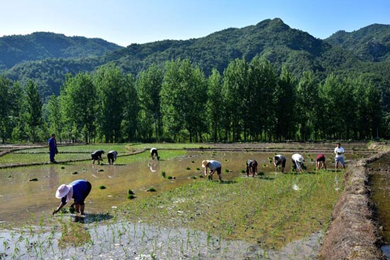 平顶山市鲁山县:传统耕作方式走出脱贫致富新门路