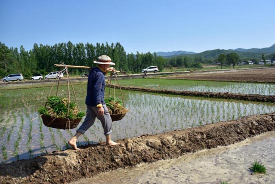 村民挑着秧苗走在田埂上 供图 鲁山县委宣传部