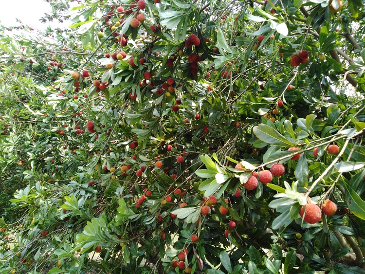 【B】玉林兴业县：发展种植特色水果产业 实现贫困户和经济能人双赢
