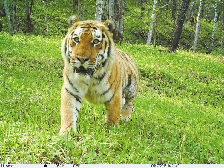 虎豹迹频现、数量增长、连续繁殖——东北虎豹国家公园体制试点建设稳步推进