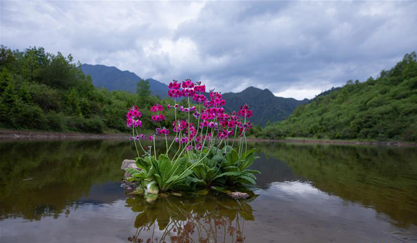 图片默认标题_fororder_报春花3