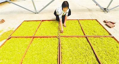 景县“三个着力”加快农业产业结构调整步伐
