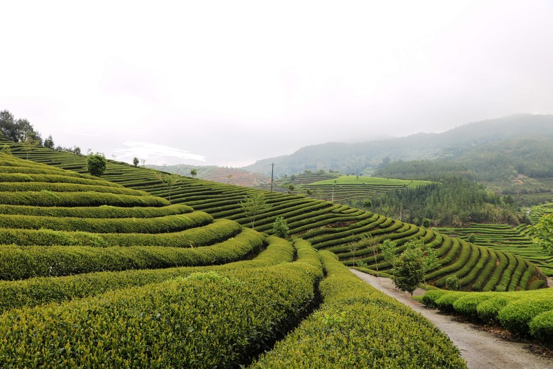 【专题 县域板块】古田：利用区域有利条件 大力发展新型现代茶业