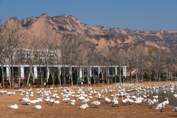 数以万计的野生大天鹅如约到中国黄土高原“度假”_fororder_2