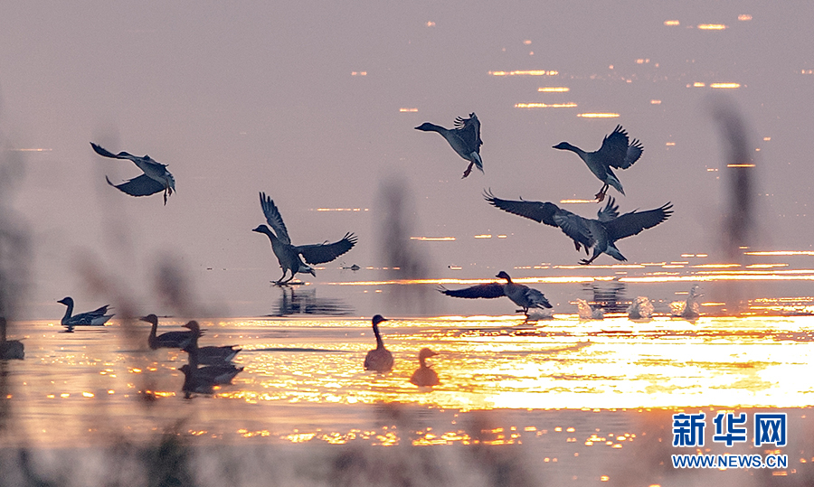 生态修复显成效 万鸟翔集武汉沉湖湿地越冬