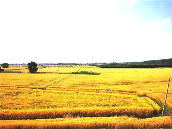 （B 三农列表 三吴大地泰州 移动版）泰州兴化戴南镇五万亩小麦丰收在望