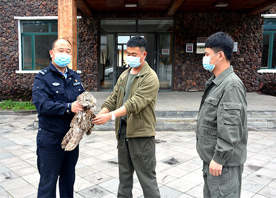 【B】【吉04】吉林长白山清水河边境检查站民警救助一只长尾林鸮