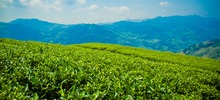 【专题 县域版块】蕉城：打造“宁德天山茶”品牌