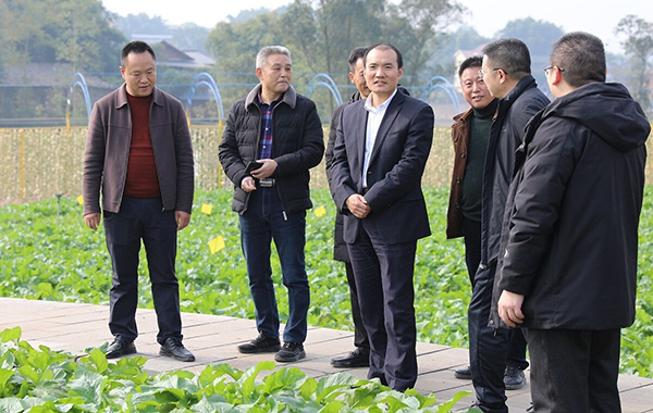 大头菜核心示范基地,杨柳村大头菜农业主题公园,自贡市泰福农副产品