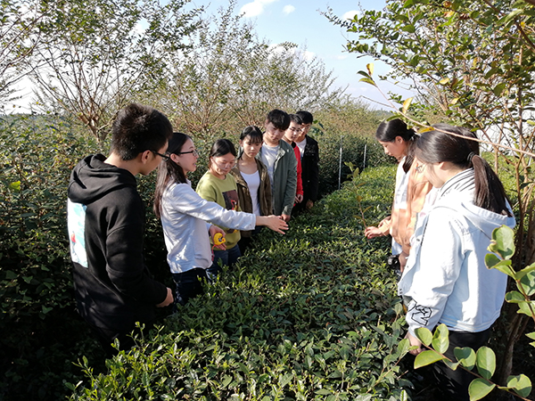 宜宾学院农林与食品工程学部:将创新实践植入学生每一课 打造协同育人新模式_fororder_教师带领学生指导茶叶生产-供图-宜宾学院农林与食品工程学部
