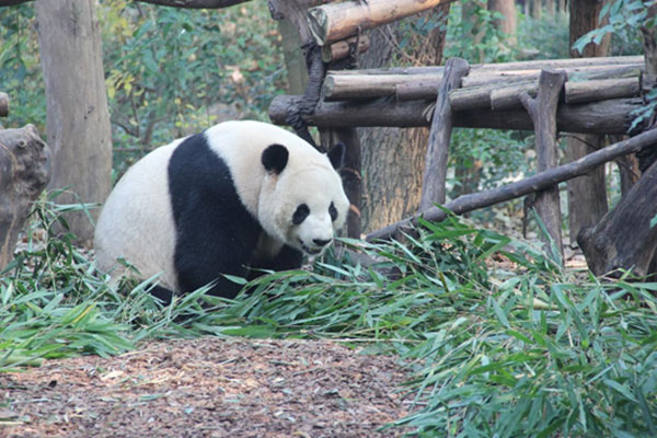 成都大熊猫晒太阳 慵懒萌态尽显