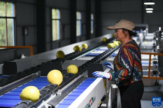 Musim Tuai Buah Limau Bali Jenis Shatian Musim Tuai Buah Limau Bali Jenis Shatian_fororder_1128070400_16370620439321n