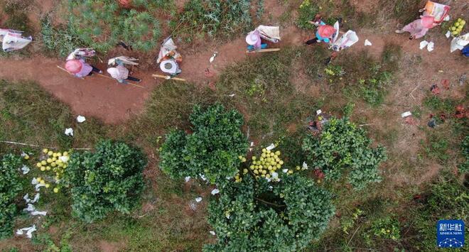 Musim Tuai Buah Limau Bali Jenis Shatian Musim Tuai Buah Limau Bali Jenis Shatian_fororder_1128070400_16370620439671n