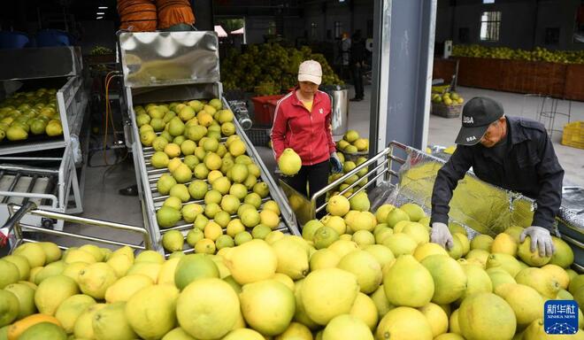 Musim Tuai Buah Limau Bali Jenis Shatian Musim Tuai Buah Limau Bali Jenis Shatian_fororder_1128070400_16370620438501n