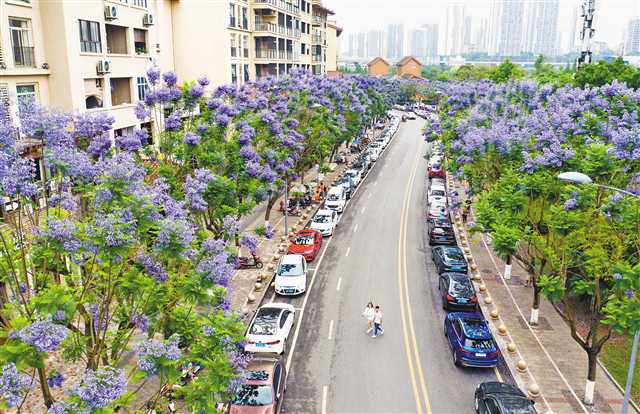 【城市远洋】【焦点图】重庆：浪漫邂逅蓝花楹