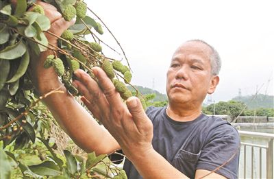 今年东莞荔枝总产量预计约1.3万吨