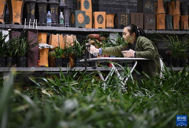 Bunga Orkid Dipasarkan Melalui Internet Bunga Orkid Dipasarkan Melalui Internet_fororder_1128074071_16371521126401n