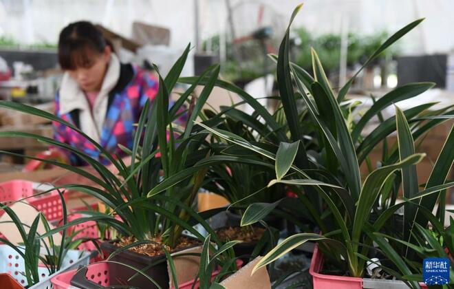 Bunga Orkid Dipasarkan Melalui Internet Bunga Orkid Dipasarkan Melalui Internet_fororder_1128074071_16371521126761n