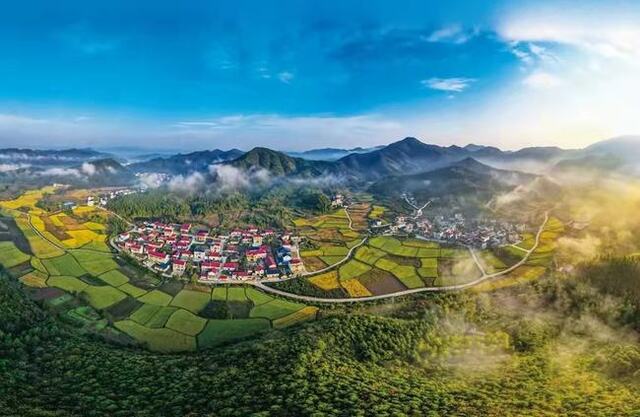 万绿生态少球无球法桐 助推乡村生态发展典范 万绿生态少球无球法桐 助推乡村生态发展典范