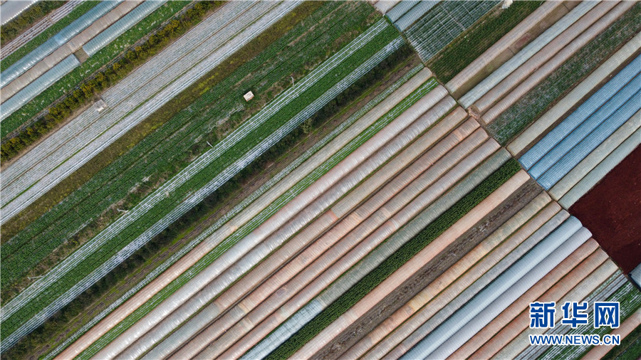 云南蒙自大棚西红柿喜获丰收 云南蒙自大棚西红柿喜获丰收