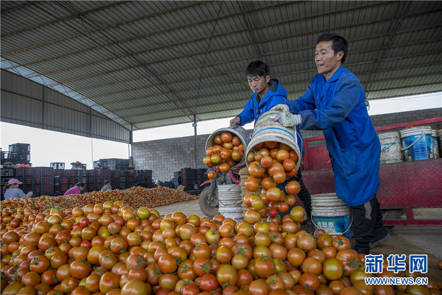 云南蒙自大棚西红柿喜获丰收 云南蒙自大棚西红柿喜获丰收