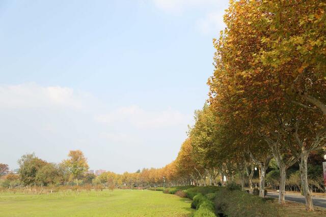 万绿生态少球无球法桐 助推乡村生态发展典范 万绿生态少球无球法桐 助推乡村生态发展典范