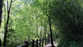 Bamboo for Carbon Neutrality in Rural Areas: Launch of new three-year pilot activity in Chishui of China Danxia World Heritage site_fororder_竹子封面