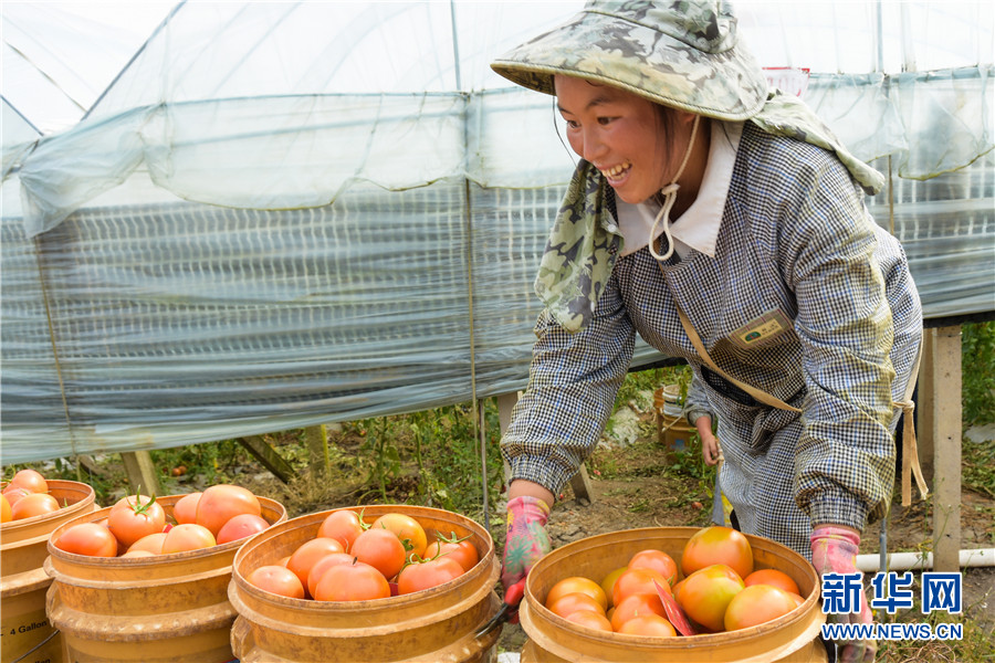 云南蒙自大棚西红柿喜获丰收 云南蒙自大棚西红柿喜获丰收