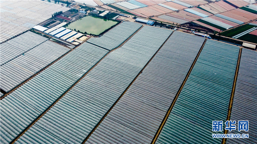 云南蒙自大棚西红柿喜获丰收 云南蒙自大棚西红柿喜获丰收