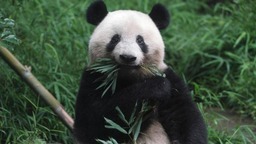 受疫情影响 旅日大熊猫“香香”归还中国时间再被推迟