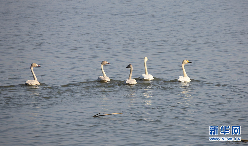 天鹅造访 千鸟翔集 梁子湖畔生态美