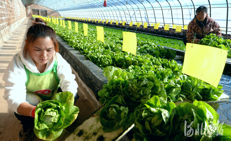 河北成安：发展特色种植 促进农户增收