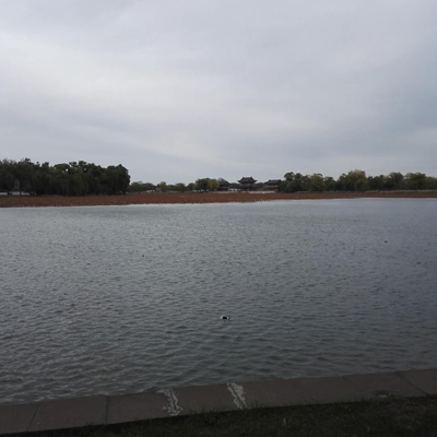 日本人スタッフのつぶやき353〜北京の公園「頤和園」でウォーキング大会に参加しました