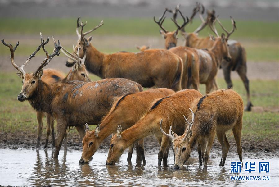 江苏大丰麋鹿种群总数已超5000头