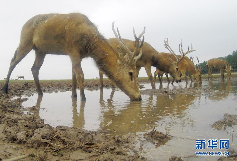江苏大丰麋鹿种群总数已超5000头