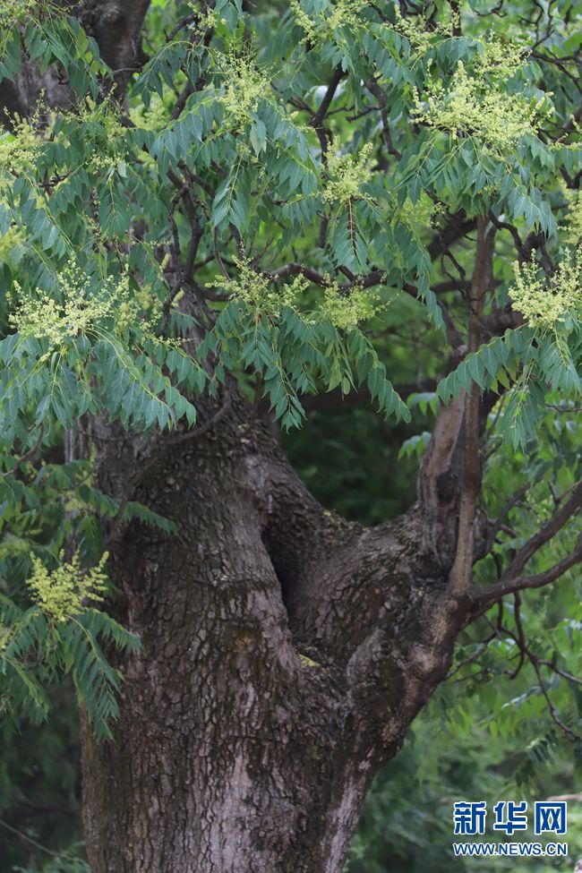 【焦点图-大图】【移动端-轮播图】河南卢氏发现300年的椿树