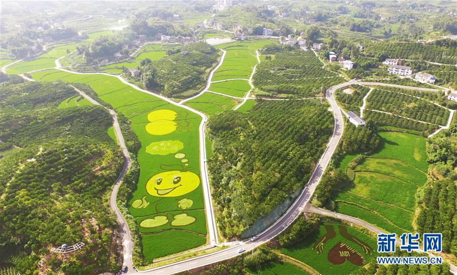 重庆忠县:彩色稻田扮靓美丽乡村 重庆忠县:彩色稻田扮靓美丽乡村