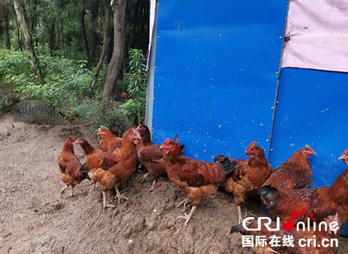 图片默认标题_fororder_饲养的生态跑山鸡--摄影--徐琴