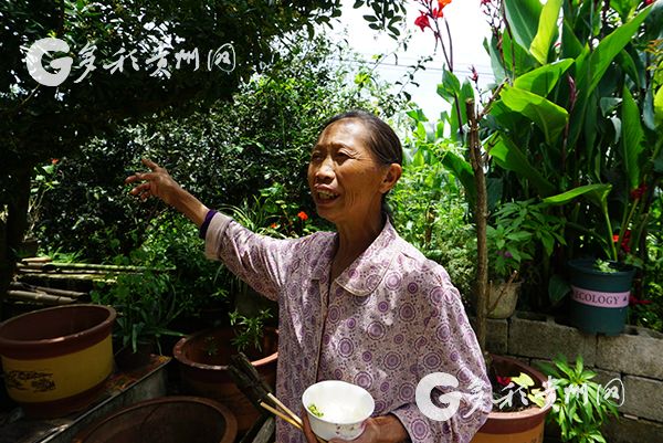 （旅游）访花溪久安古茶园：在溪山好处 兴来欲试一瓯茶