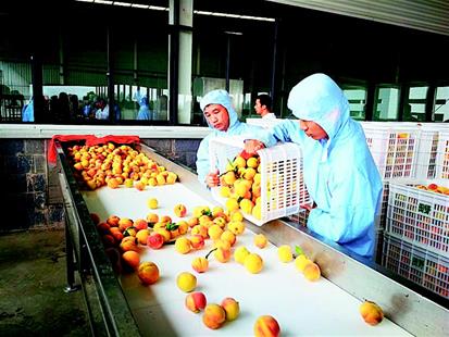 屈家岭果浆生产线投产 5万亩黄桃不愁销